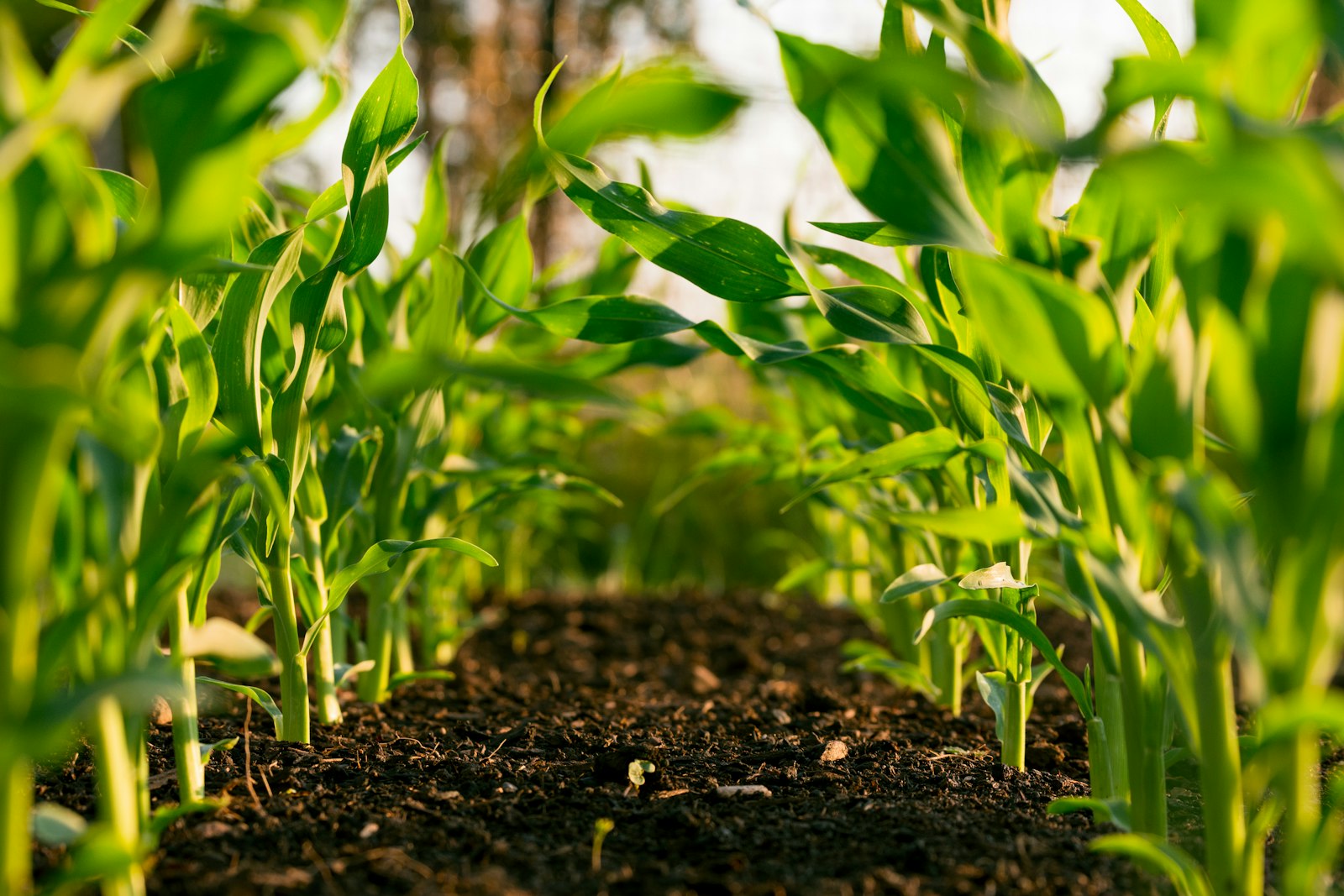 Corn seedlings at ground level - field-scale agriculture feedstock hedge funds consume as NDVI signals